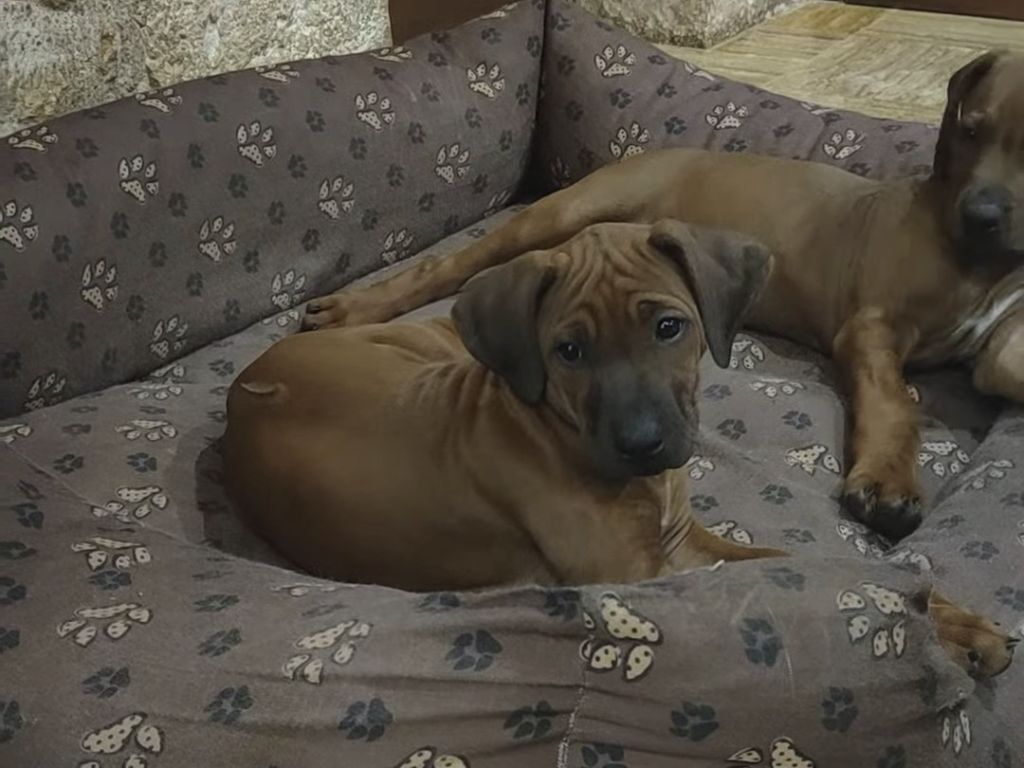Chiot femelle Rhodesian Ridgback